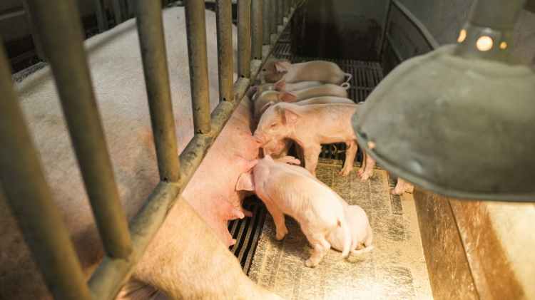 Factory farm operations in low socio-economic, indigenous, and black communities.  